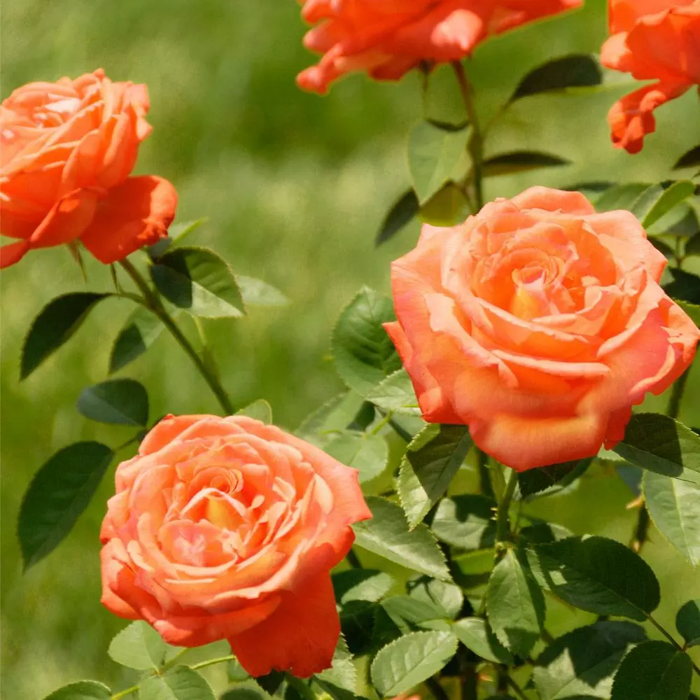 Fast Growing Trees Tropicana Rose Roses 5 Fast Growing Trees Tropicana Rose Roses