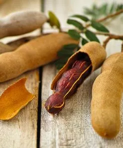 Fast Growing Trees Tamarind Tree 8 Fast Growing Trees Tamarind Tree