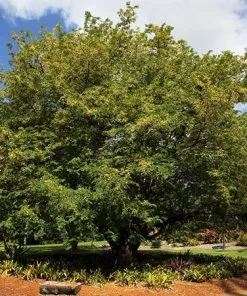 Fast Growing Trees Tamarind Tree 9 Fast Growing Trees Tamarind Tree