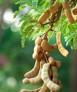 Fast Growing Trees Tamarind Tree