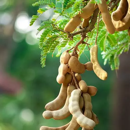 Fast Growing Trees Tamarind Tree 4 Fast Growing Trees Tamarind Tree