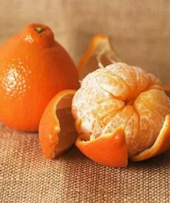 Fast Growing Trees Citrus Trees Tangelo Tree 8 Fast Growing Trees Citrus Trees Tangelo Tree