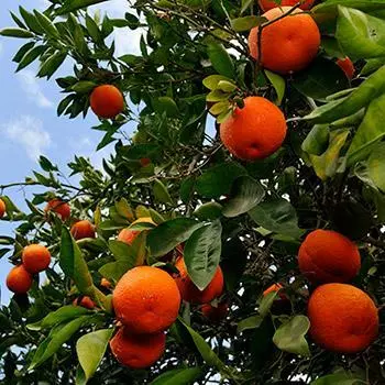 Fast Growing Trees Citrus Trees Tangelo Tree 3 Fast Growing Trees Citrus Trees Tangelo Tree