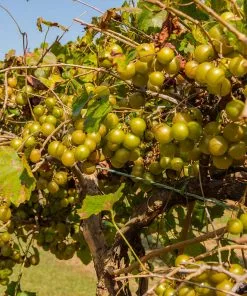 Fast Growing Trees Grape Vines Tara Scuppernong Grape 8 Fast Growing Trees Grape Vines Tara Scuppernong Grape