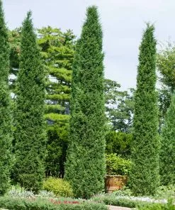 Fast Growing Trees Juniper Trees Taylor Juniper Tree