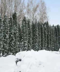 Fast Growing Trees Juniper Trees Taylor Juniper Tree 7 Fast Growing Trees Juniper Trees Taylor Juniper Tree