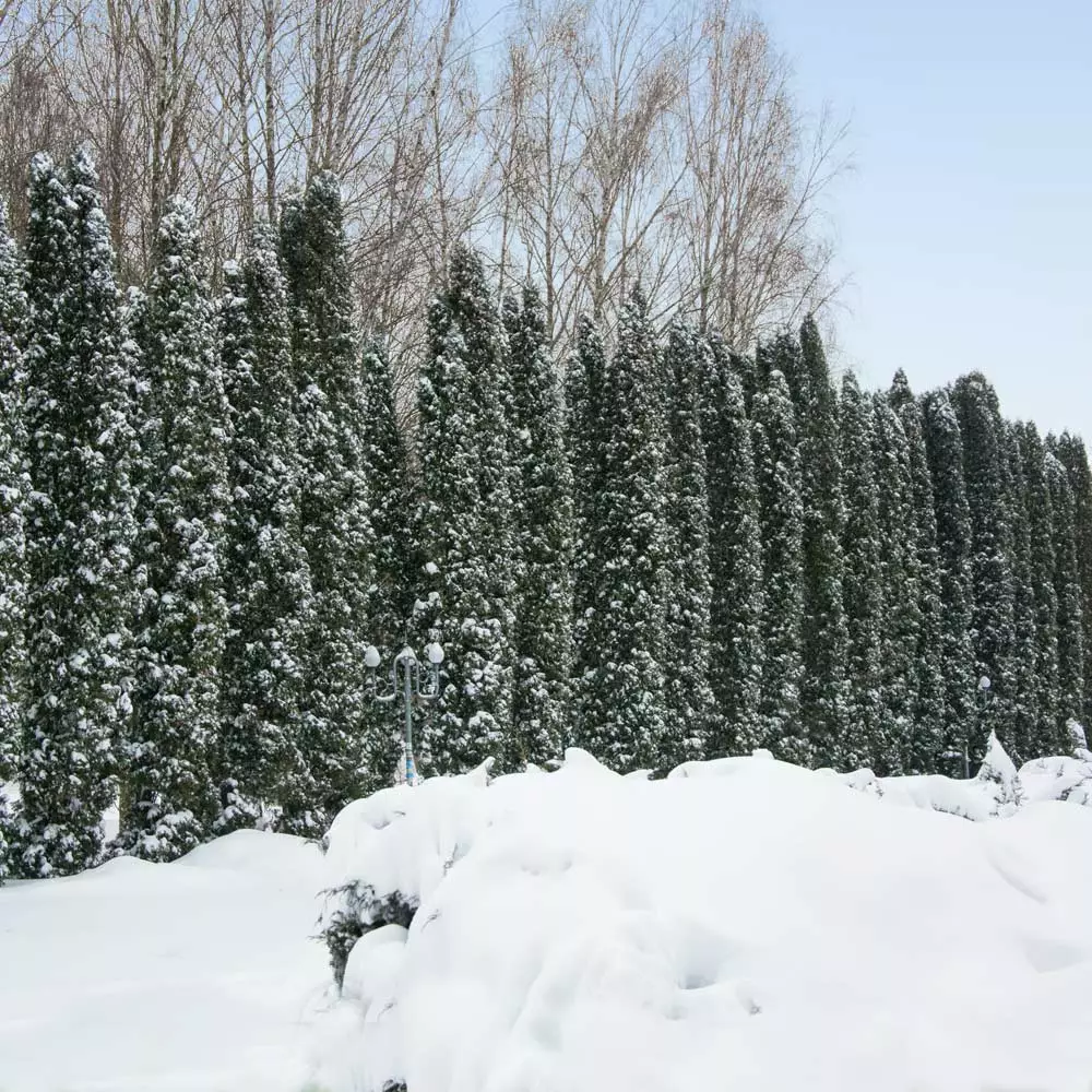Fast Growing Trees Juniper Trees Taylor Juniper Tree 5 Fast Growing Trees Juniper Trees Taylor Juniper Tree