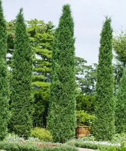 Fast Growing Trees Juniper Trees Taylor Juniper Tree