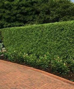 Fast Growing Trees Techny' Cold Hardy Thuja Tree Arborvitae Trees 7 Fast Growing Trees Techny' Cold Hardy Thuja Tree Arborvitae Trees