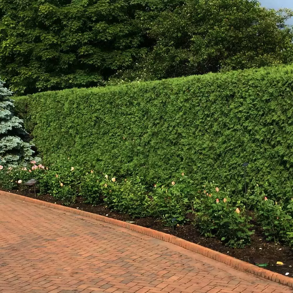 Fast Growing Trees Techny' Cold Hardy Thuja Tree Arborvitae Trees 5 Fast Growing Trees Techny' Cold Hardy Thuja Tree Arborvitae Trees