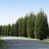 Fast Growing Trees Techny' Cold Hardy Thuja Tree Arborvitae Trees