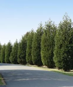 Fast Growing Trees Techny' Cold Hardy Thuja Tree Arborvitae Trees