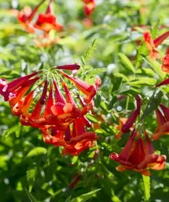 Fast Growing Trees Deer Resistant Plants Bells Of Fire™ Tecoma 7 Fast Growing Trees Deer Resistant Plants Bells Of Fire™ Tecoma