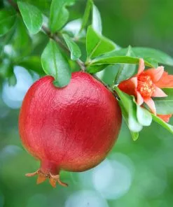 Fast Growing Trees See All Fruit Trees Texas Pink Pomegranate Tree 6 Fast Growing Trees See All Fruit Trees Texas Pink Pomegranate Tree