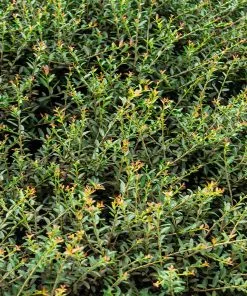 Fast Growing Trees Pride Of Houston Yaupon Holly