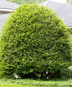 Fast Growing Trees Pride Of Houston Yaupon Holly
