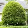 Fast Growing Trees Pride Of Houston Yaupon Holly 2 Fast Growing Trees Pride Of Houston Yaupon Holly