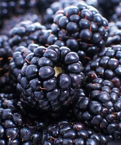 Fast Growing Trees Blackberry Bushes Thornless Blackberry 8 Fast Growing Trees Blackberry Bushes Thornless Blackberry