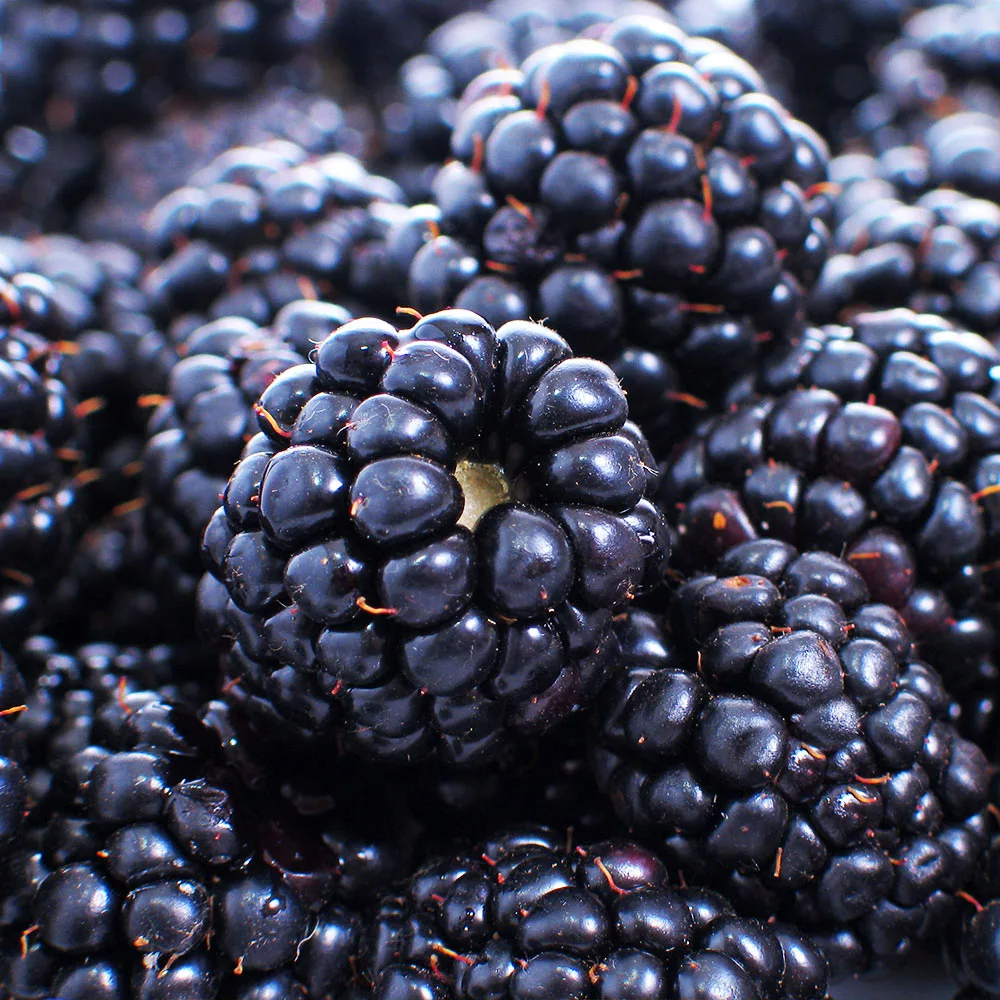 Fast Growing Trees Blackberry Bushes Thornless Blackberry 5 Fast Growing Trees Blackberry Bushes Thornless Blackberry