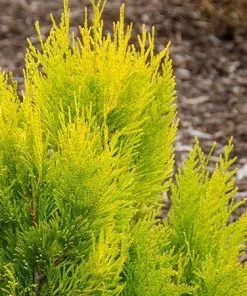 Fast Growing Trees Arborvitae Trees Thuja Golden Spire 7 Fast Growing Trees Arborvitae Trees Thuja Golden Spire