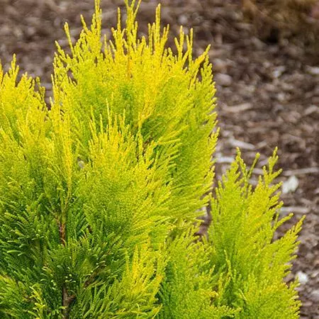 Fast Growing Trees Arborvitae Trees Thuja Golden Spire 5 Fast Growing Trees Arborvitae Trees Thuja Golden Spire