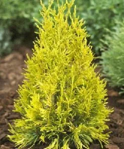 Fast Growing Trees Arborvitae Trees Thuja Golden Spire