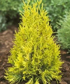 Fast Growing Trees Arborvitae Trees Thuja Golden Spire