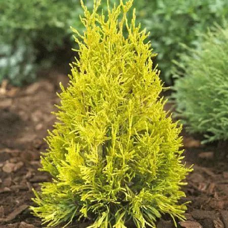 Fast Growing Trees Arborvitae Trees Thuja Golden Spire 4 Fast Growing Trees Arborvitae Trees Thuja Golden Spire