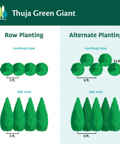 Fast Growing Trees Thuja Green Giant Arborvitae Trees 17 Fast Growing Trees Thuja Green Giant Arborvitae Trees