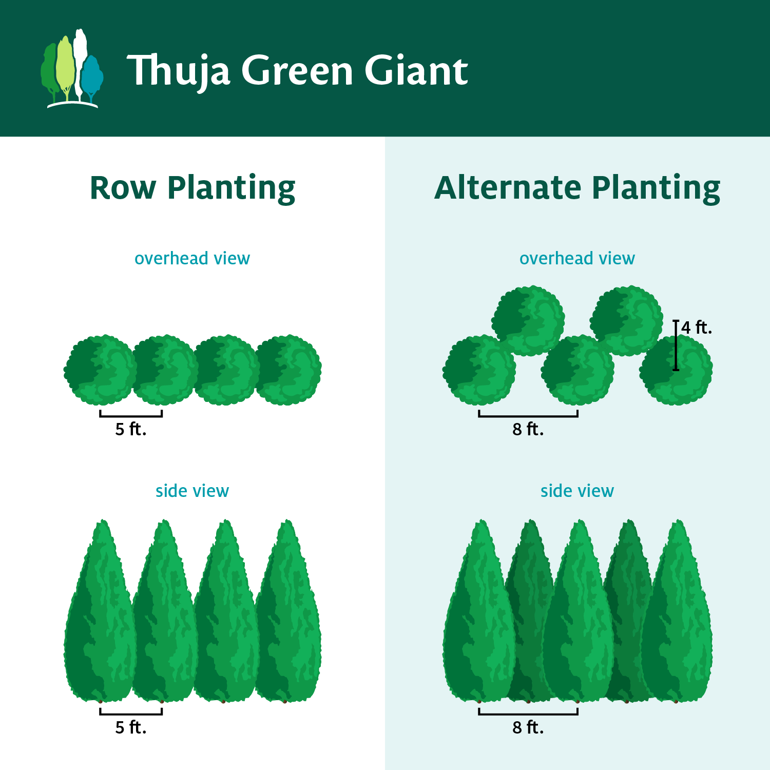 Fast Growing Trees Thuja Green Giant Arborvitae Trees 9 Fast Growing Trees Thuja Green Giant Arborvitae Trees