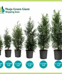 Fast Growing Trees Thuja Green Giant Arborvitae Trees 19 Fast Growing Trees Thuja Green Giant Arborvitae Trees