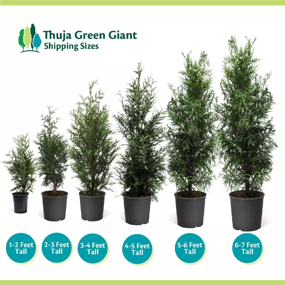 Fast Growing Trees Thuja Green Giant Arborvitae Trees 11 Fast Growing Trees Thuja Green Giant Arborvitae Trees