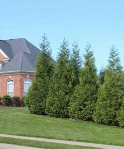 Fast Growing Trees Thuja Green Giant Arborvitae Trees 14 Fast Growing Trees Thuja Green Giant Arborvitae Trees