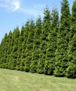Fast Growing Trees Thuja Green Giant Arborvitae Trees