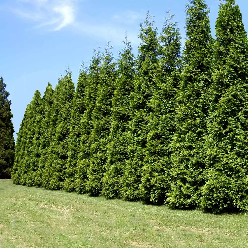 Fast Growing Trees Thuja Green Giant Arborvitae Trees 4 Fast Growing Trees Thuja Green Giant Arborvitae Trees