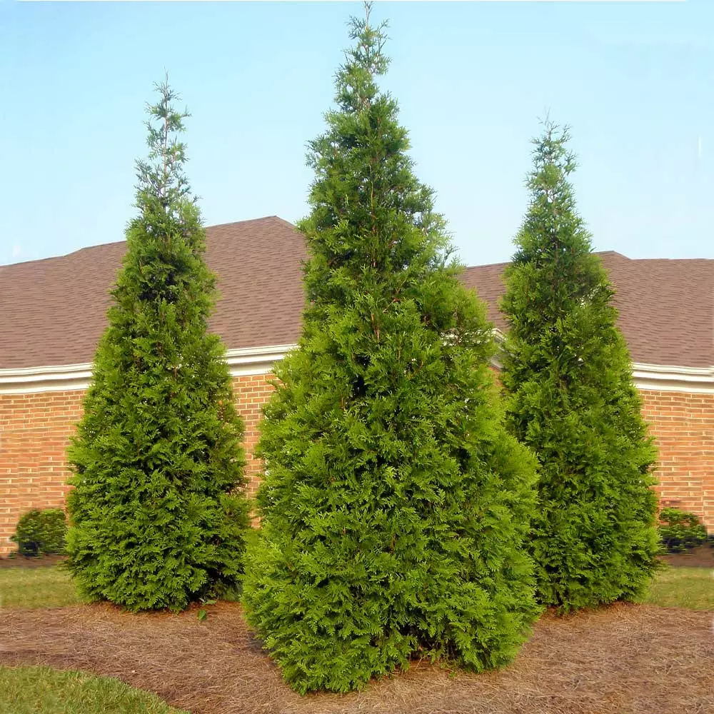 Fast Growing Trees Thuja Green Giant Arborvitae Trees 7 Fast Growing Trees Thuja Green Giant Arborvitae Trees