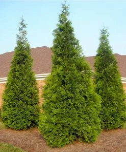 Fast Growing Trees See All House & Patio Warm-Climate Privacy Kit 11 Fast Growing Trees See All House & Patio Warm-Climate Privacy Kit
