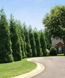 Fast Growing Trees Thuja Green Giant Arborvitae Trees 13 Fast Growing Trees Thuja Green Giant Arborvitae Trees