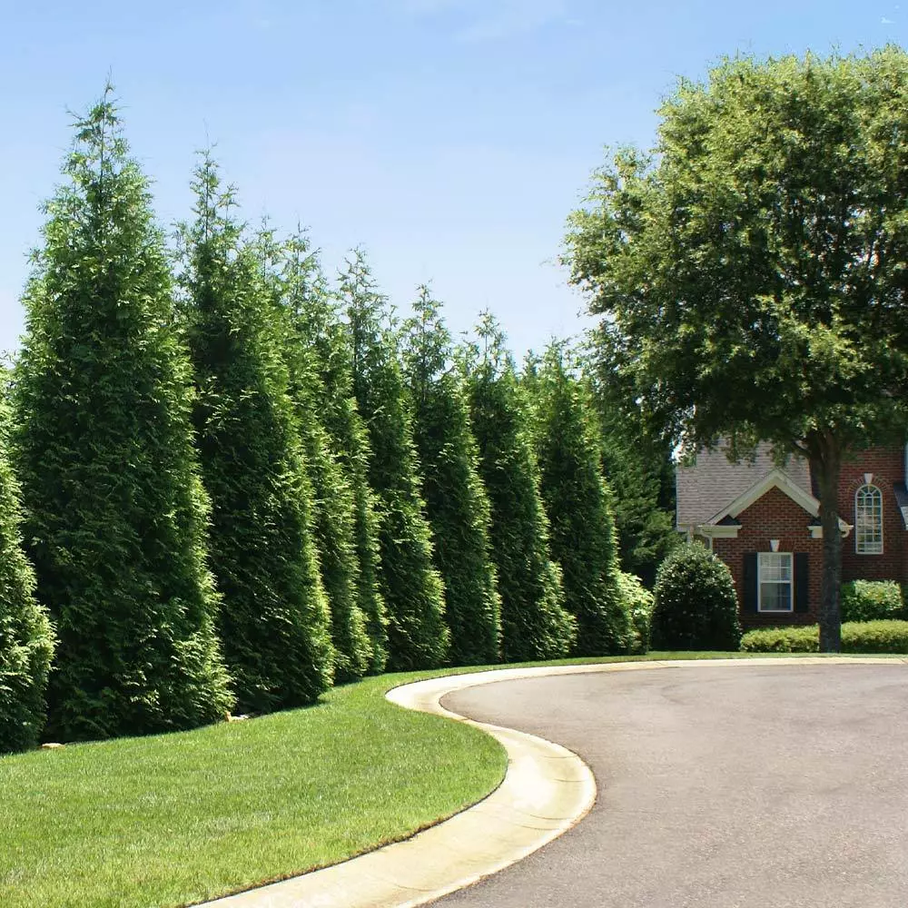 Fast Growing Trees Thuja Green Giant Arborvitae Trees 5 Fast Growing Trees Thuja Green Giant Arborvitae Trees