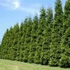 Fast Growing Trees Thuja Green Giant Arborvitae Trees 2 Fast Growing Trees Thuja Green Giant Arborvitae Trees
