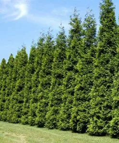 Fast Growing Trees Thuja Green Giant Arborvitae Trees