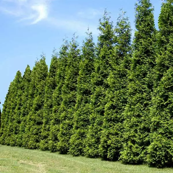 Fast Growing Trees Thuja Green Giant Arborvitae Trees 3 Fast Growing Trees Thuja Green Giant Arborvitae Trees