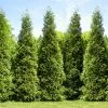Fast Growing Trees Arborvitae Trees Junior Giant Thuja Tree 2 Fast Growing Trees Arborvitae Trees Junior Giant Thuja Tree