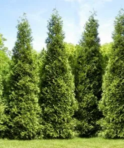 Fast Growing Trees Arborvitae Trees Junior Giant Thuja Tree