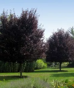 Fast Growing Trees Thundercloud Plum Tree 10 Fast Growing Trees Thundercloud Plum Tree