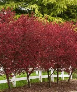 Fast Growing Trees Thundercloud Plum Tree 11 Fast Growing Trees Thundercloud Plum Tree