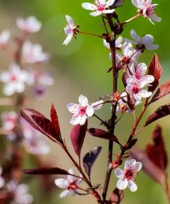 Fast Growing Trees Thundercloud Plum Tree 9 Fast Growing Trees Thundercloud Plum Tree