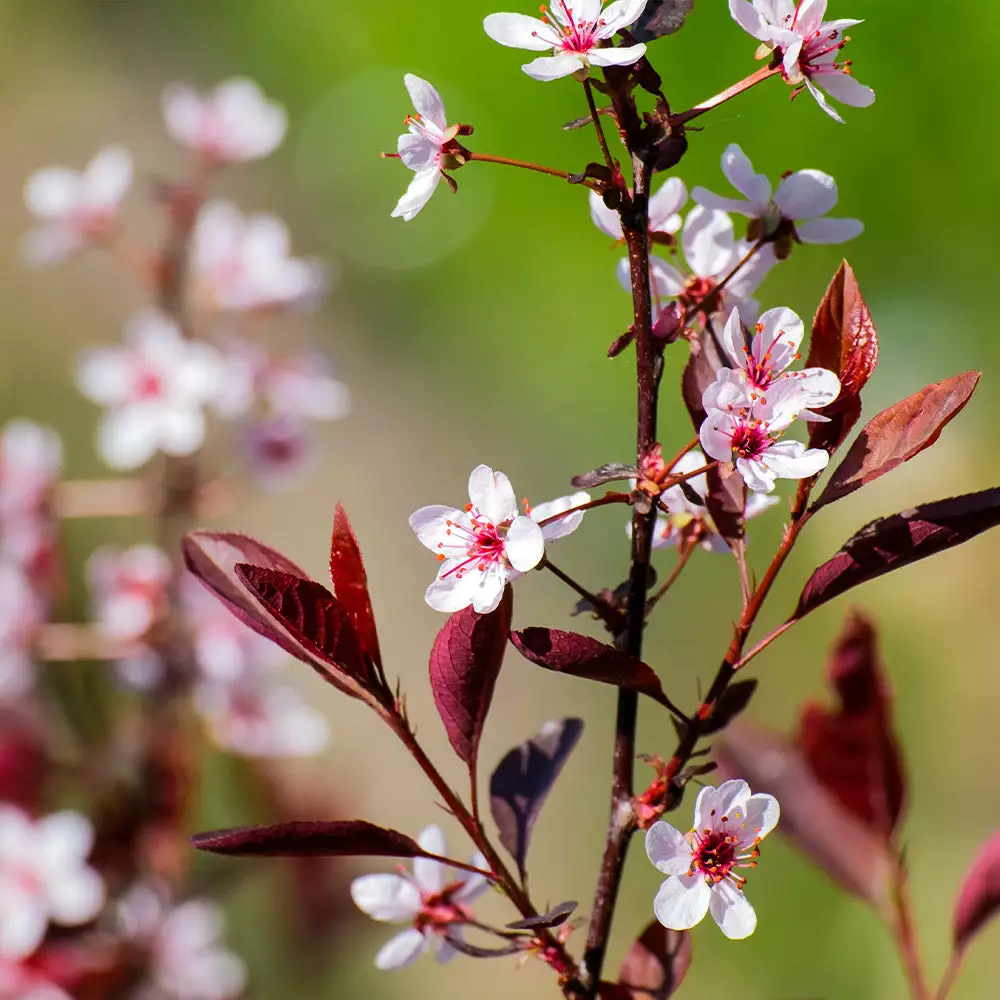 Fast Growing Trees Thundercloud Plum Tree 5 Fast Growing Trees Thundercloud Plum Tree