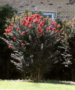 Fast Growing Trees Crape Myrtles Thunderstruck™ Coral Boom™ Crape Myrtle Tree 9 Fast Growing Trees Crape Myrtles Thunderstruck™ Coral Boom™ Crape Myrtle Tree