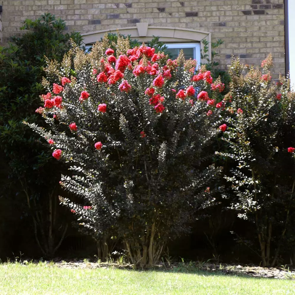 Fast Growing Trees Crape Myrtles Thunderstruck™ Coral Boom™ Crape Myrtle Tree 6 Fast Growing Trees Crape Myrtles Thunderstruck™ Coral Boom™ Crape Myrtle Tree